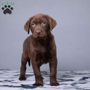 Rover, Chocolate Labrador Retriever Puppy